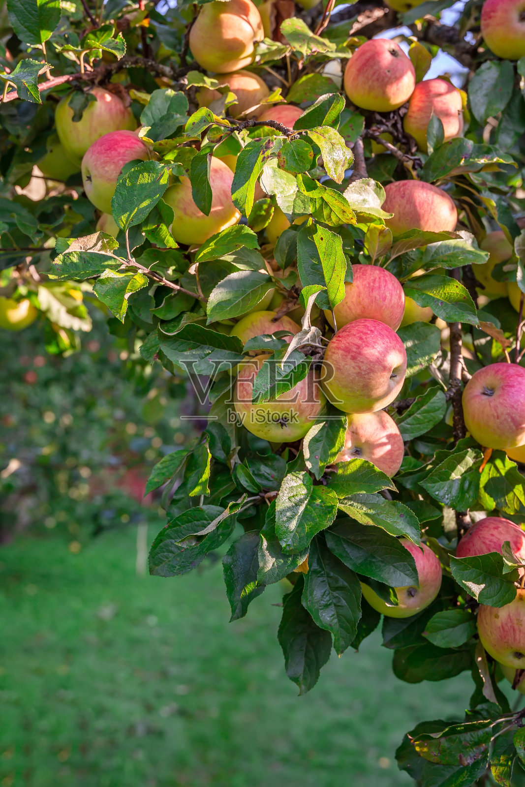 树枝上布满了红苹果的特写镜头。照片摄影图片