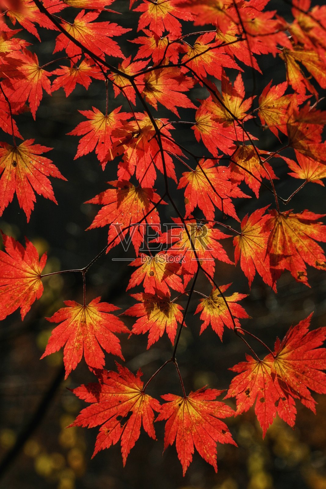 秋天的落叶照片摄影图片