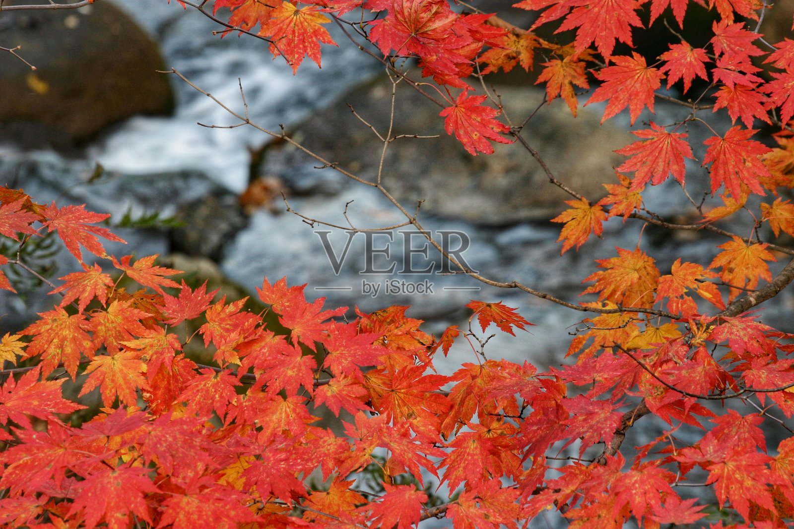 秋天的落叶照片摄影图片