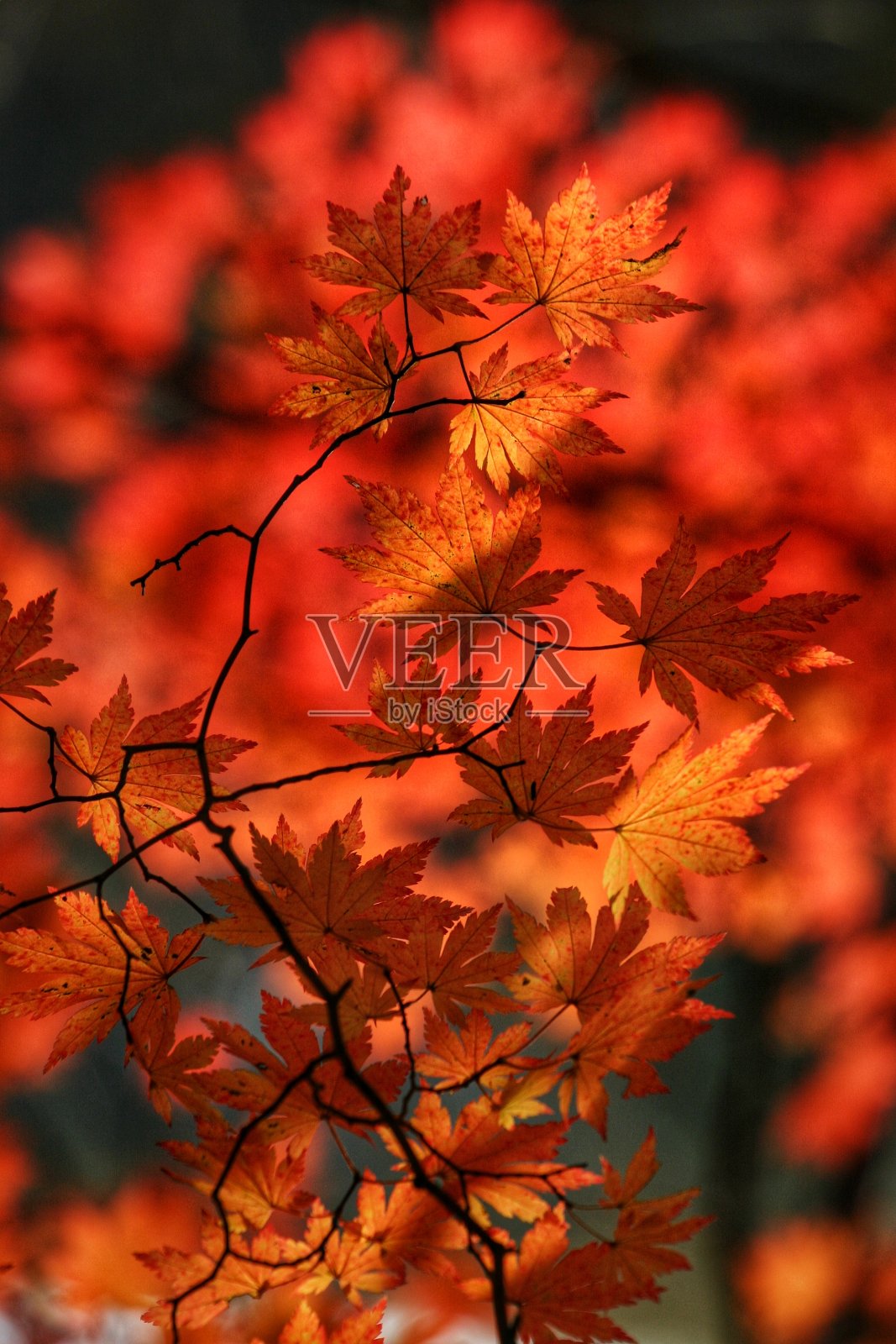 秋天的落叶照片摄影图片