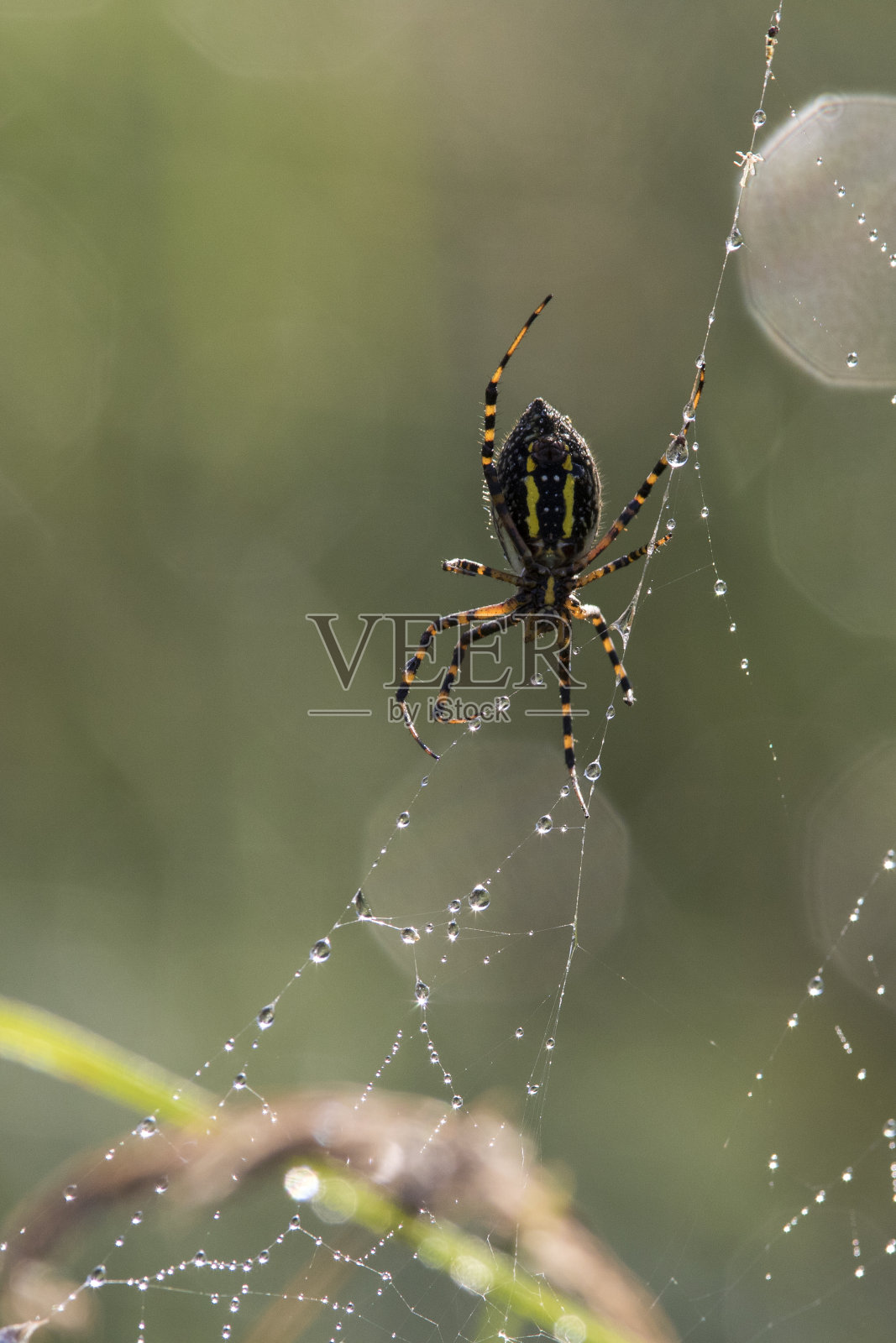 蜘蛛网特写照片摄影图片
