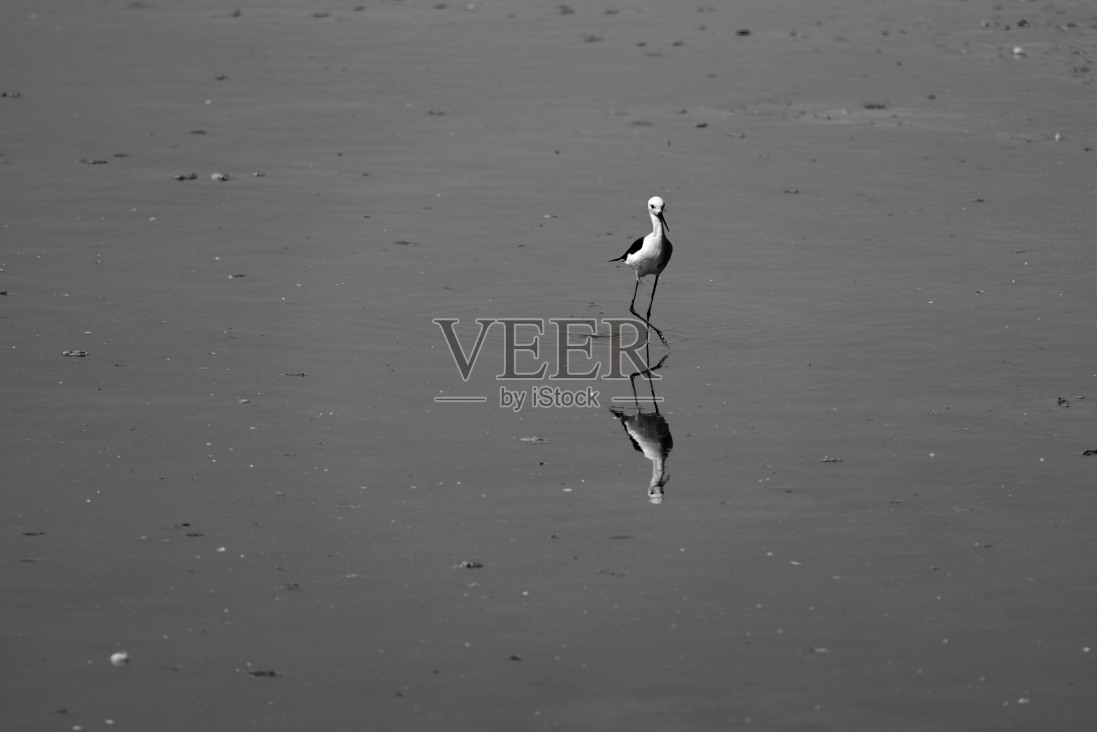 在西班牙巴伦西亚的albufera自然公园的raco de l'olla解说中心常见的高跷照片摄影图片