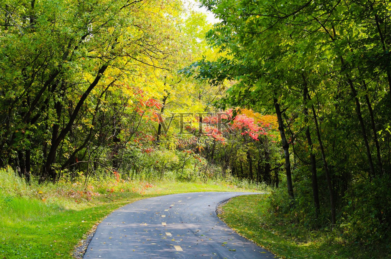 通路通过森林照片摄影图片