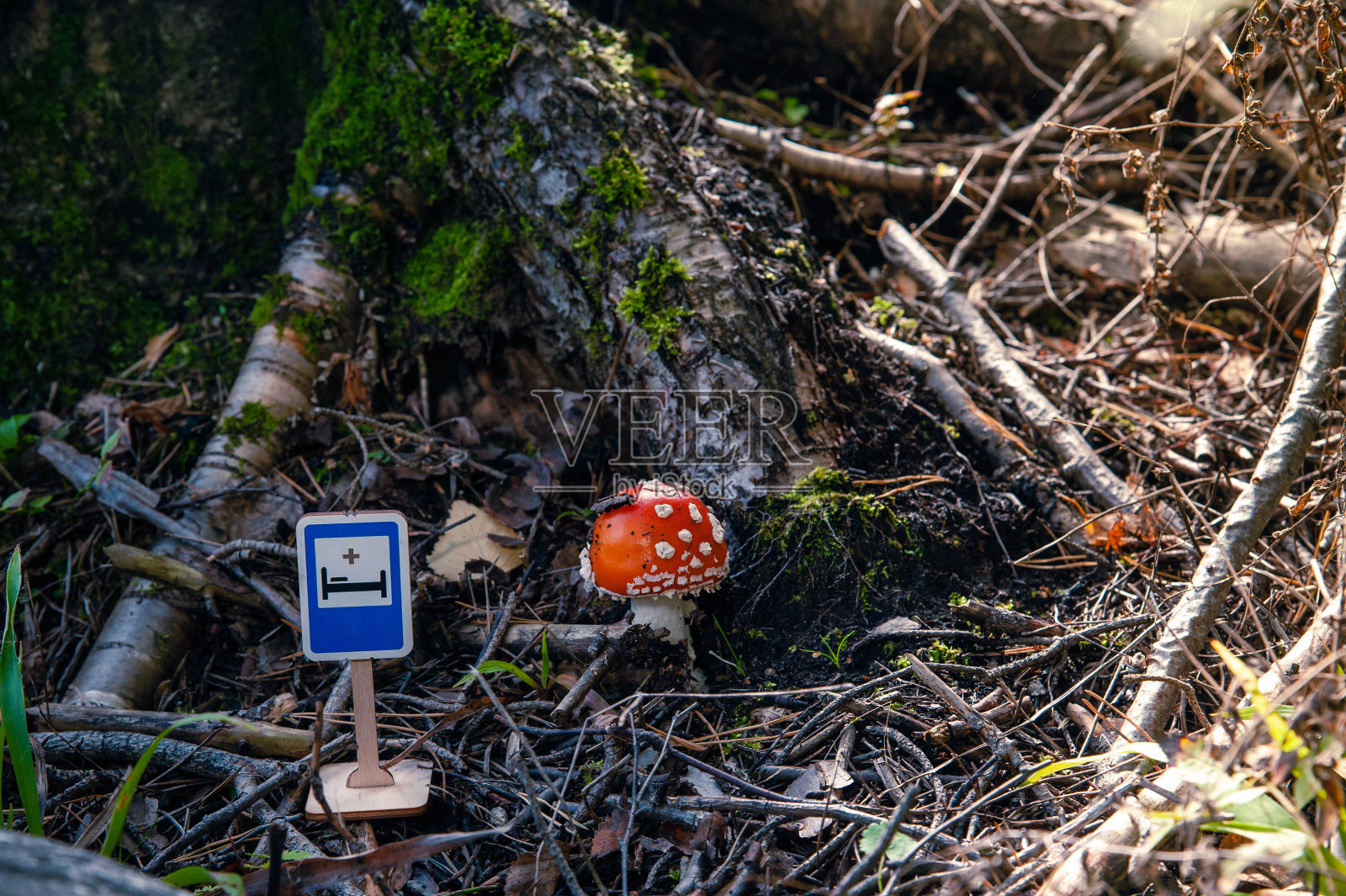 玩具道路标志“救护车”在树根树的背景下，在一个夏日阳光明媚的日子。树干上长满了苔藓。枯枝和黄叶就在附近。照片摄影图片