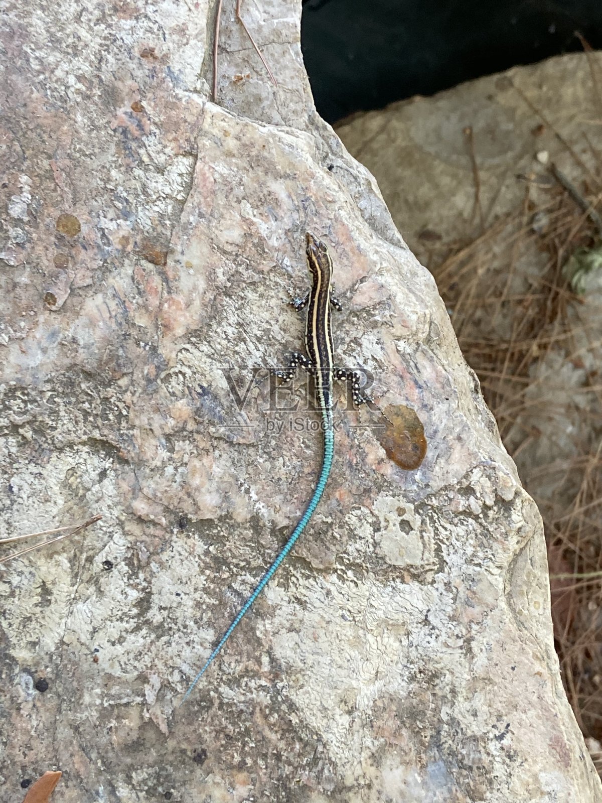 奇异的彩色蜥蜴在石头上。照片摄影图片