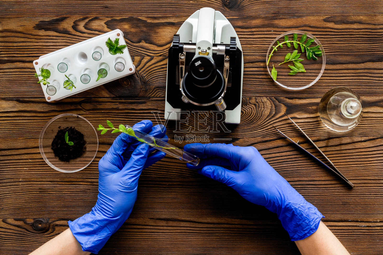 在实验室用植物和显微镜做研究的科学家(上图)照片摄影图片