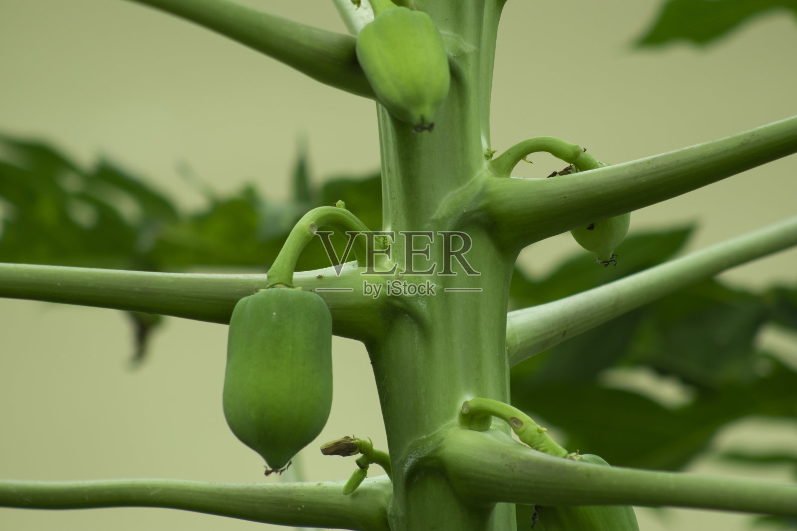 绿色的木瓜，天使的果实-特写照片摄影图片