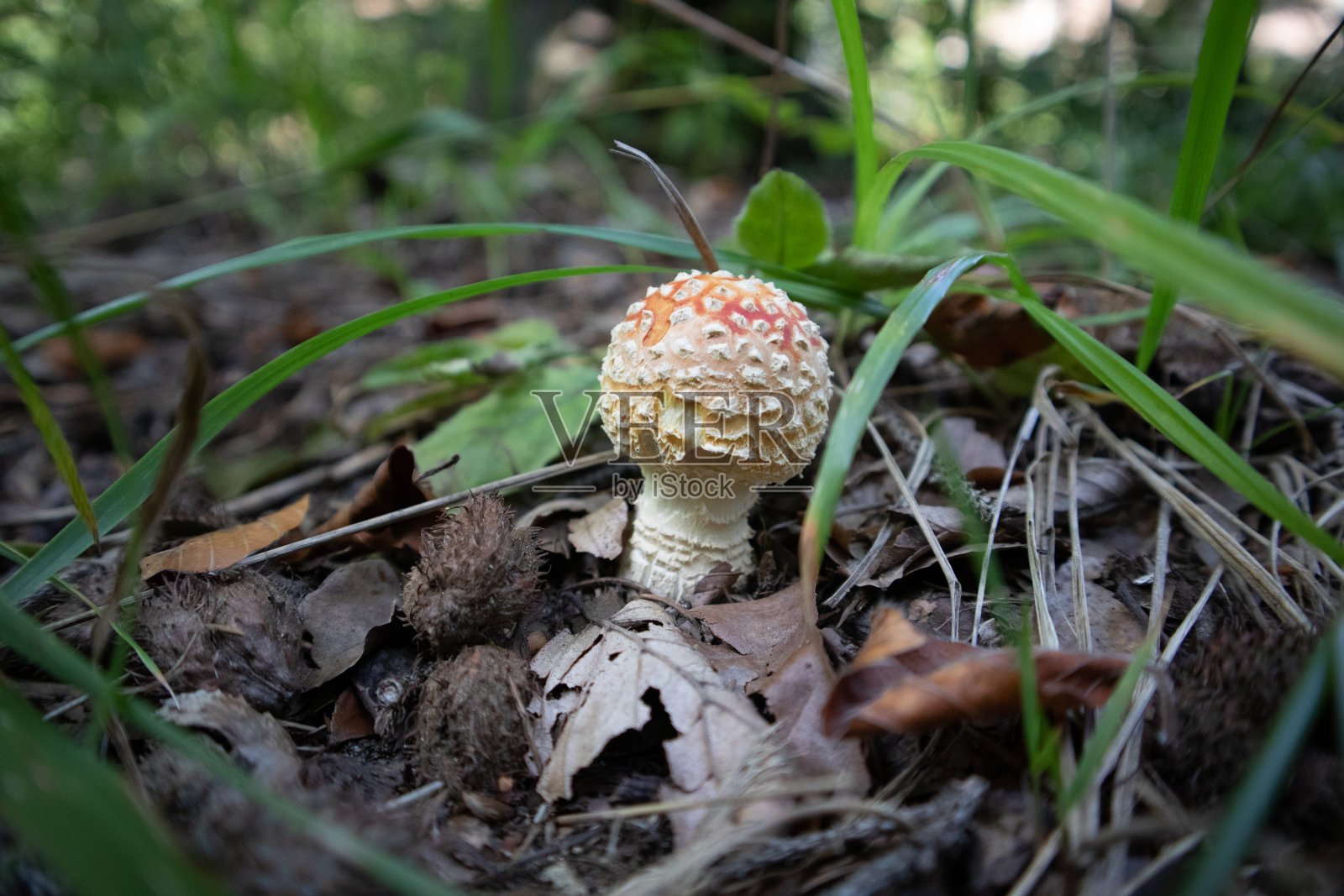 毒蝇伞照片摄影图片