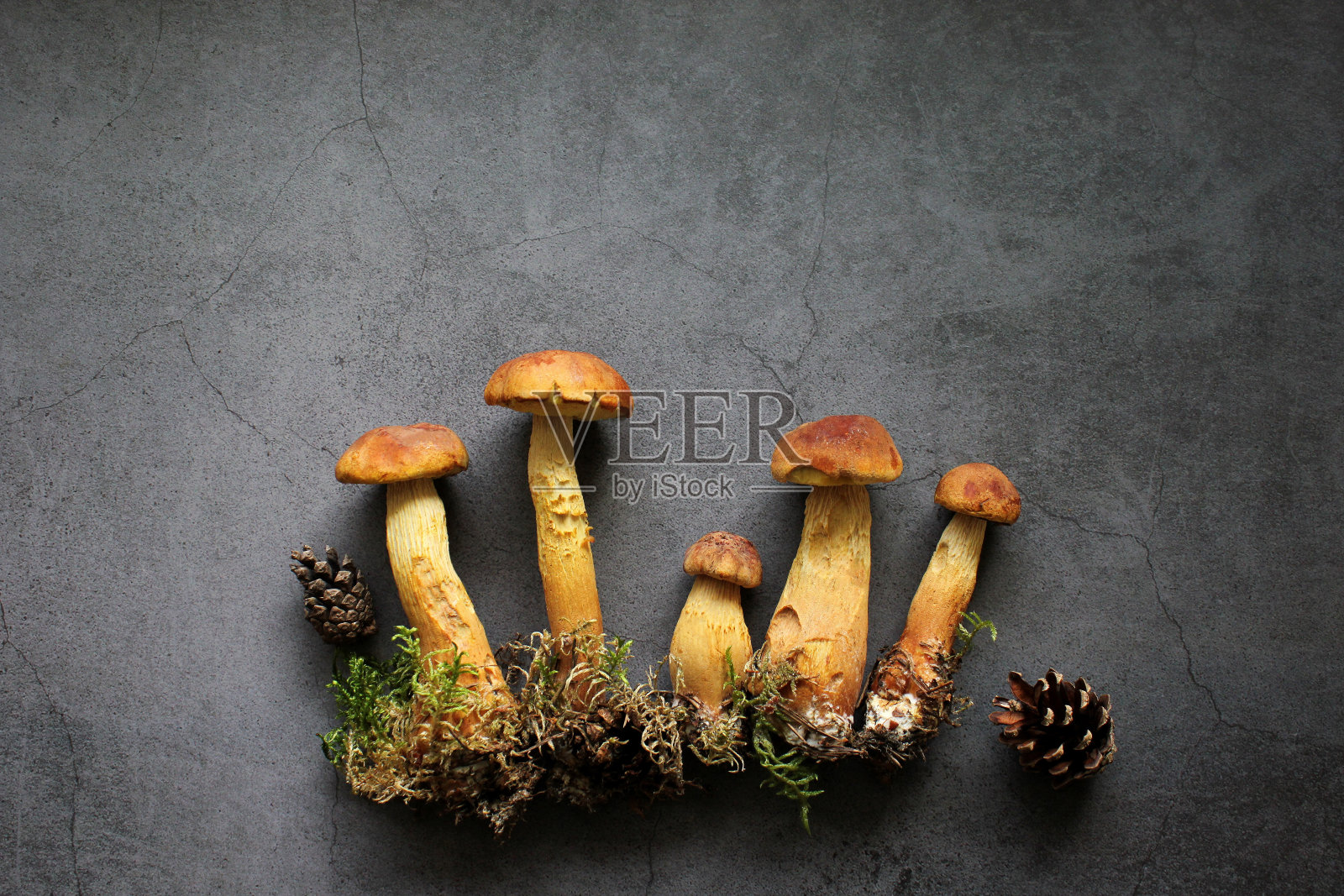 在黑色背景上的投影短梗菇。秋天的概念。平躺，靠近，复制空间。照片摄影图片