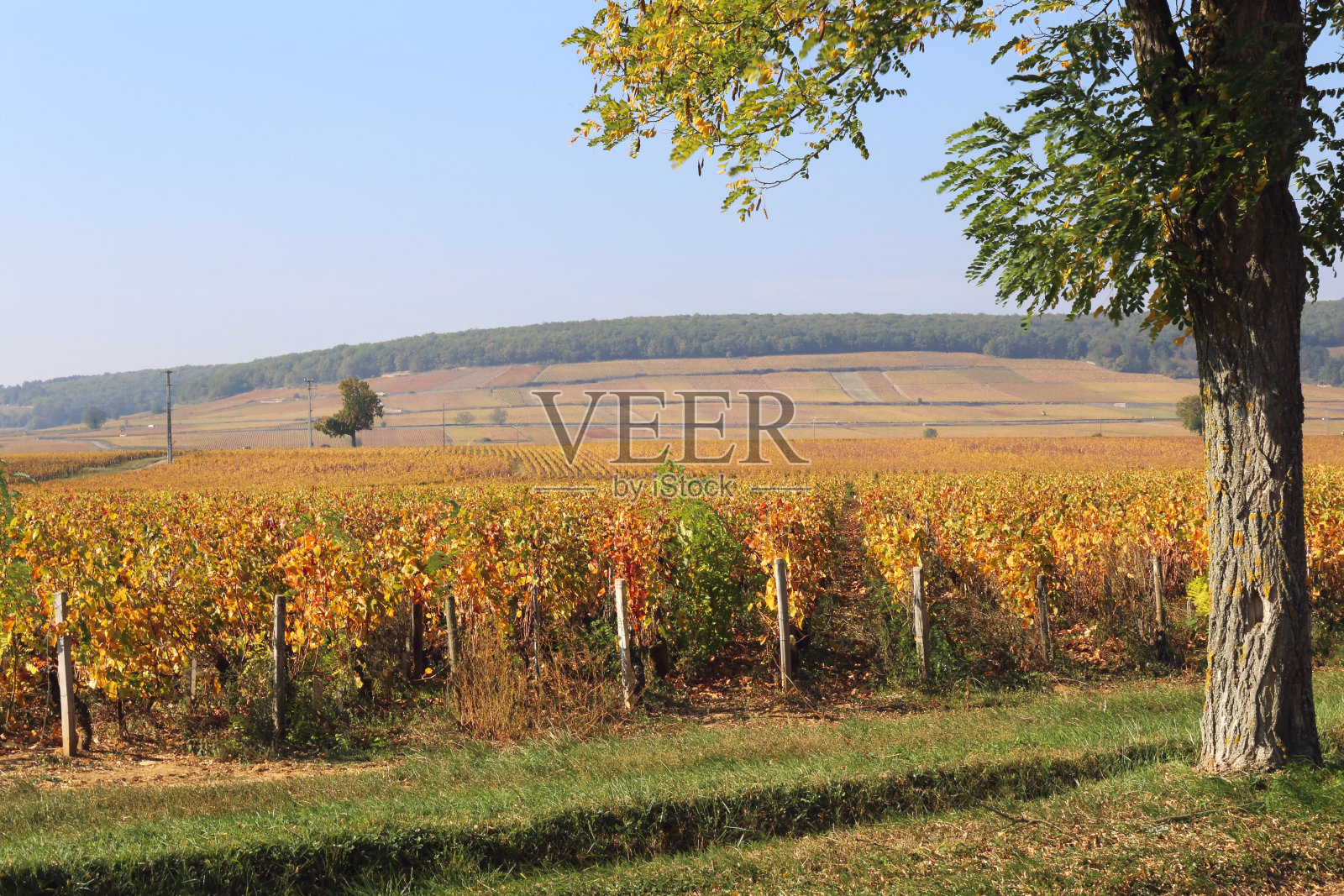 法国的风景，勃艮第地区:秋季葡萄园照片摄影图片