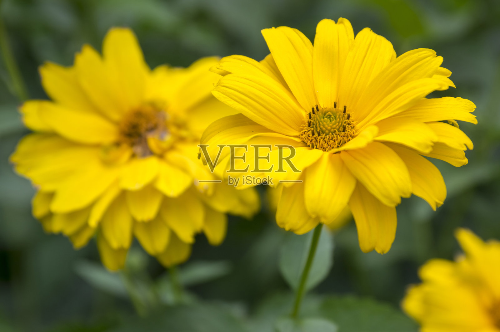 向日葵属黄色高架园林观赏花卉照片摄影图片