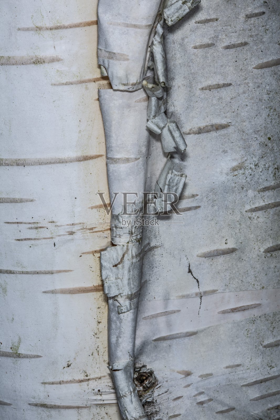 桦树树皮背景。照片摄影图片