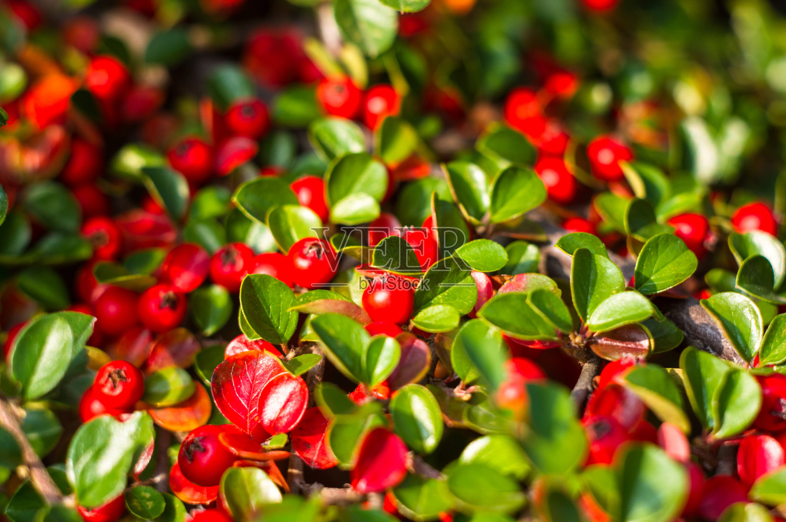 柔和的阳光照耀下的红 berries 红 berries照片摄影图片