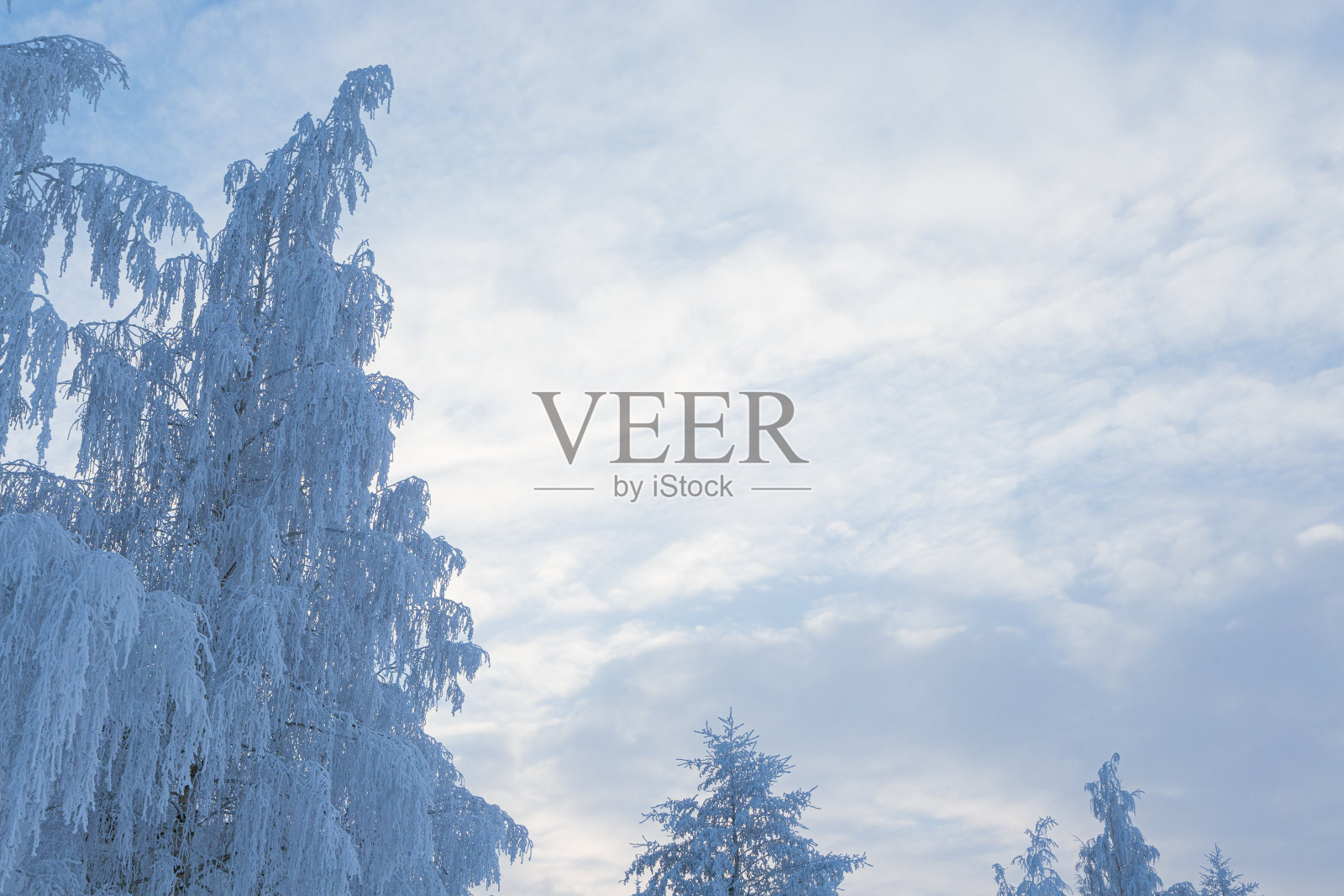 树上覆盖着白霜和天空照片摄影图片