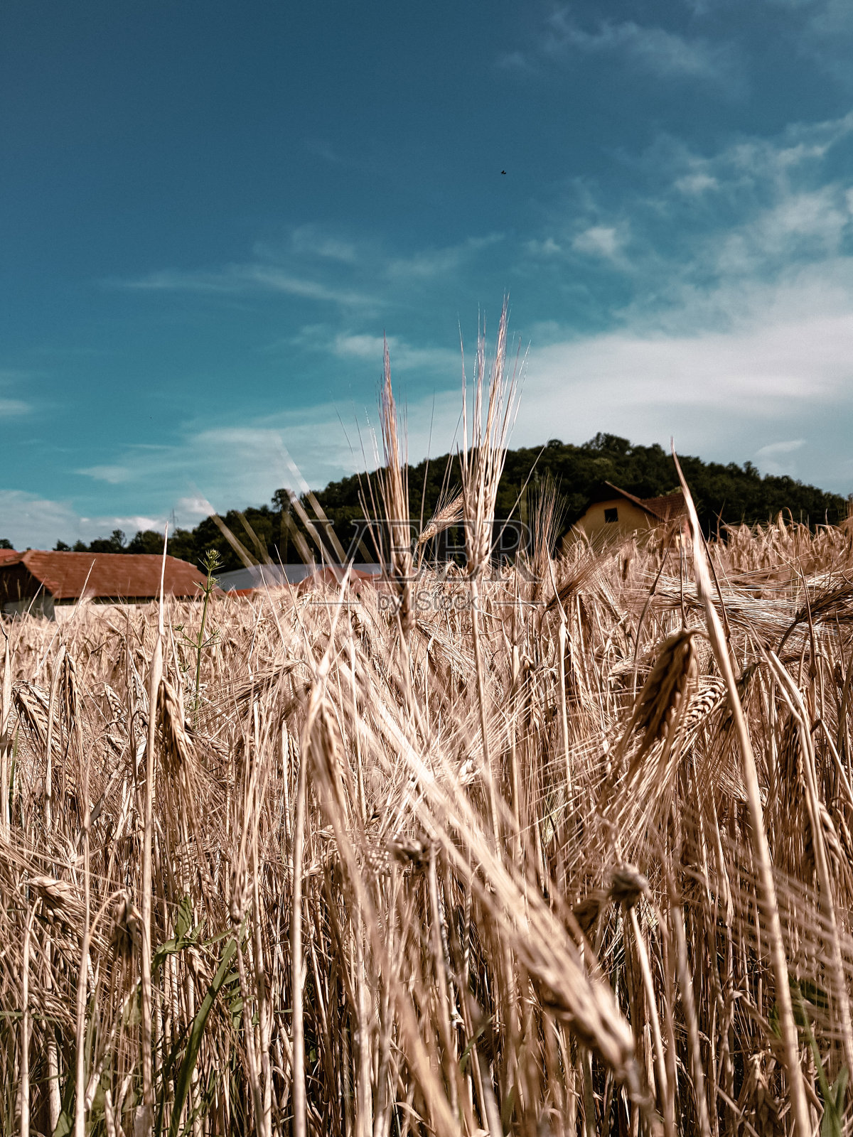 自然照片摄影图片