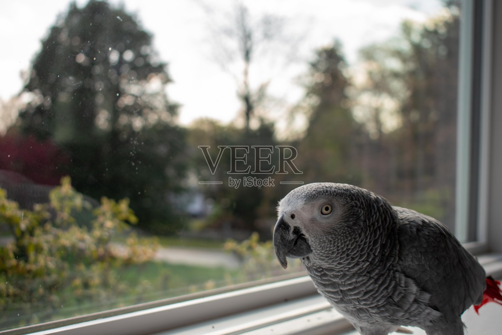 一只非洲灰鹦鹉站在一扇大窗户旁看着摄像机照片摄影图片