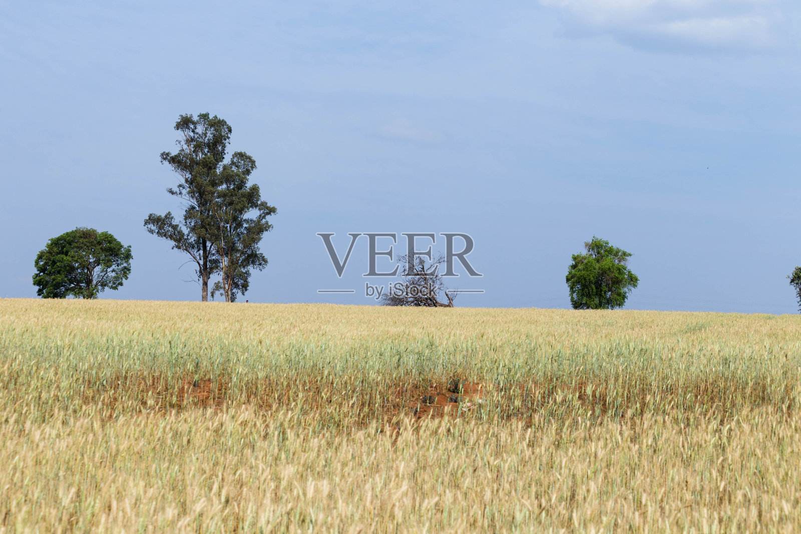 黄豆树在地平线上照片摄影图片