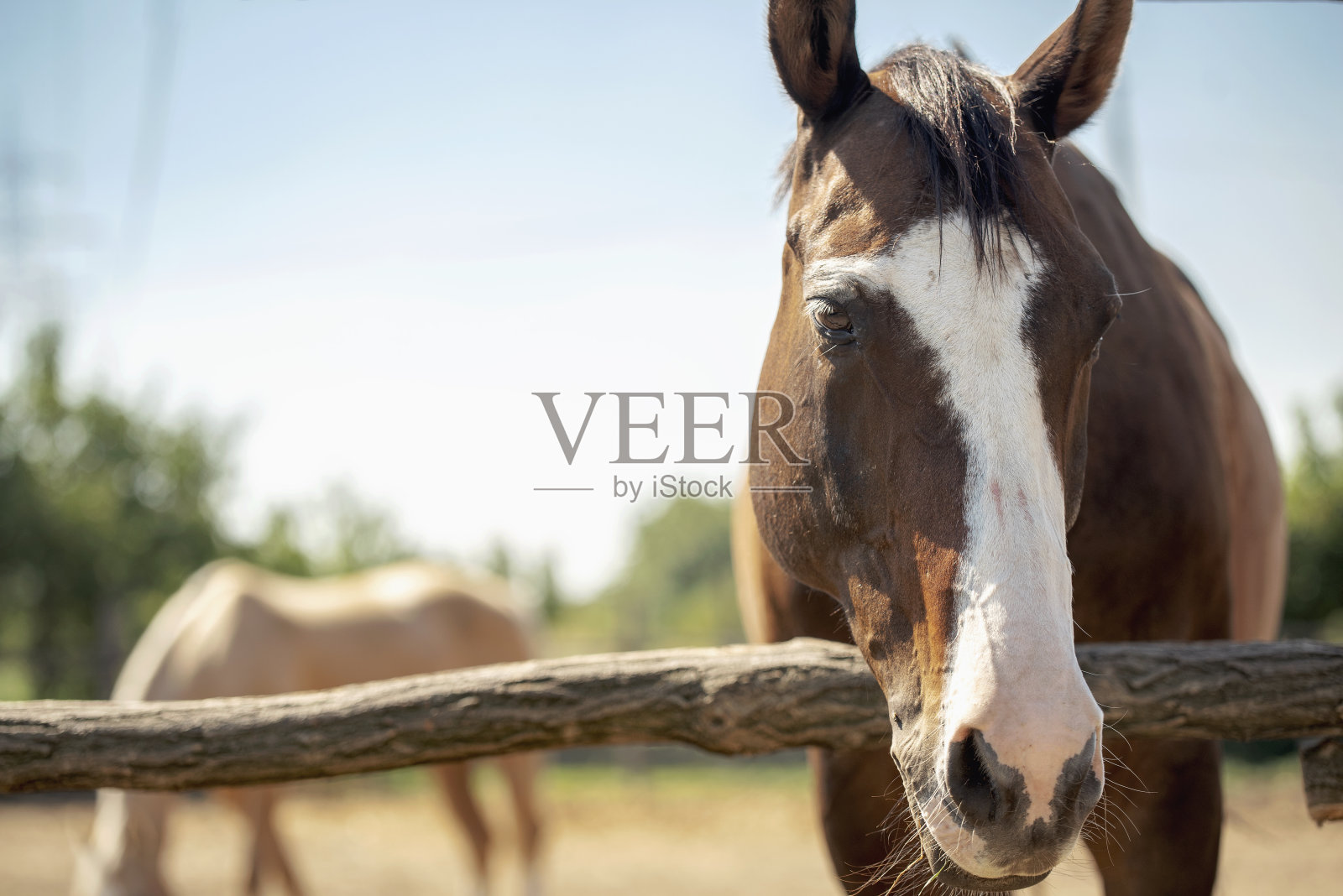 优雅的棕色马的肖像照片摄影图片
