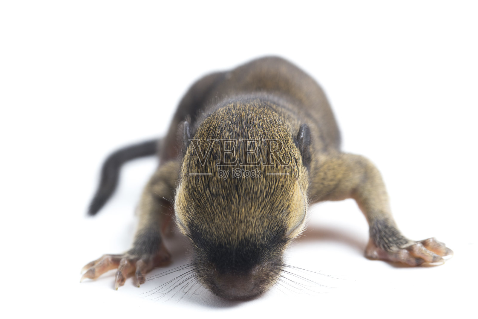 芭蕉小松鼠、东方松鼠或三色松鼠(Callosciurus notatus)是芭蕉科的一种白色背景分离的啮齿动物照片摄影图片