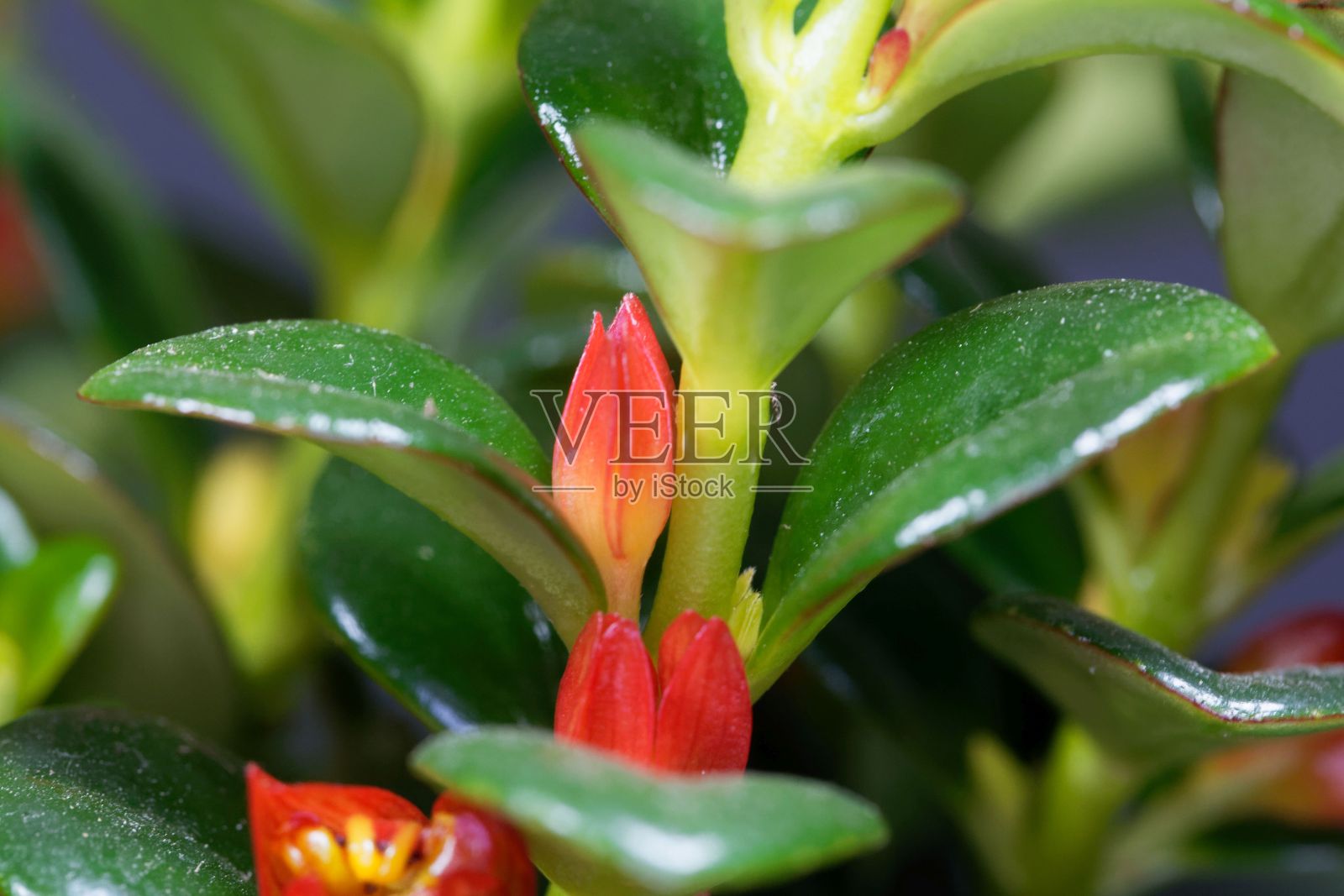 金鱼植物开花，线虫群居照片摄影图片