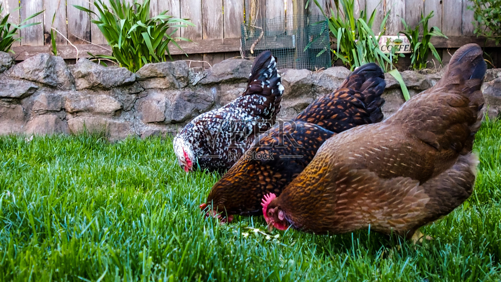 母鸡照片摄影图片