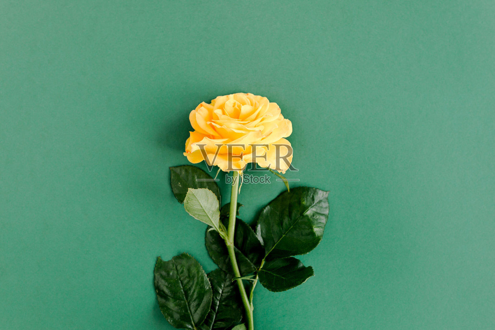 绿色背景上的黄色玫瑰花。平躺，俯视图照片摄影图片