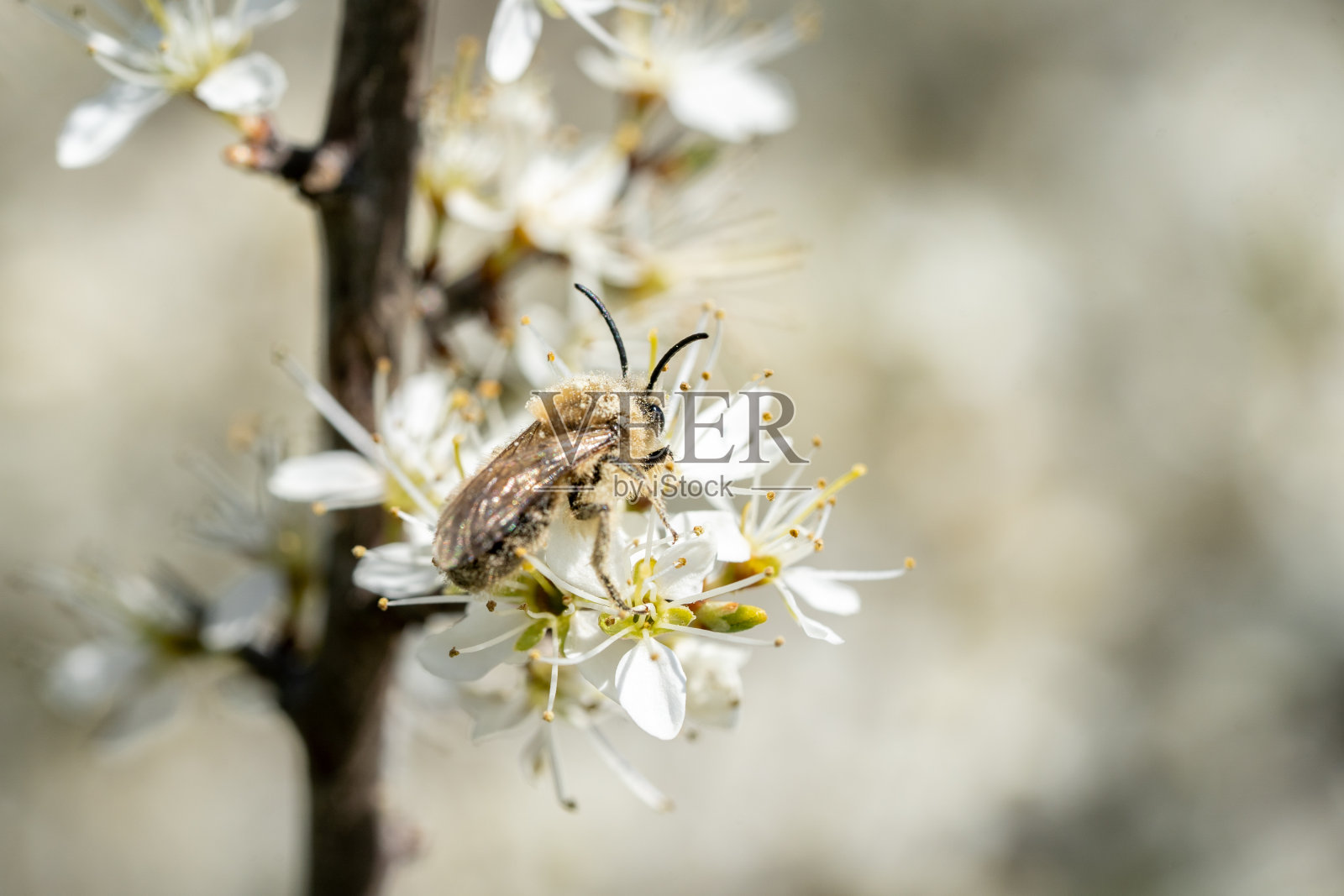 一只丝蜂从一棵开花的树上收集花粉的特写照片照片摄影图片