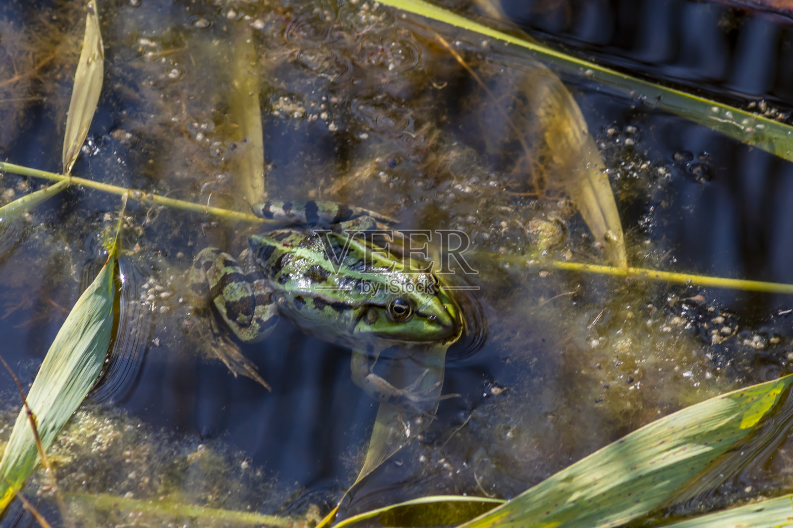 绿色淡水蛙站在水面上照片摄影图片