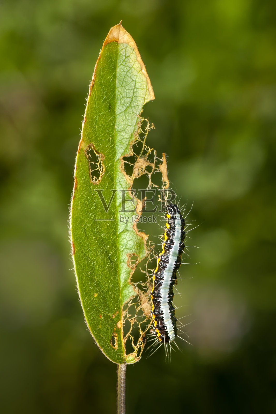 特写美丽的蝴蝶毛毛虫照片摄影图片