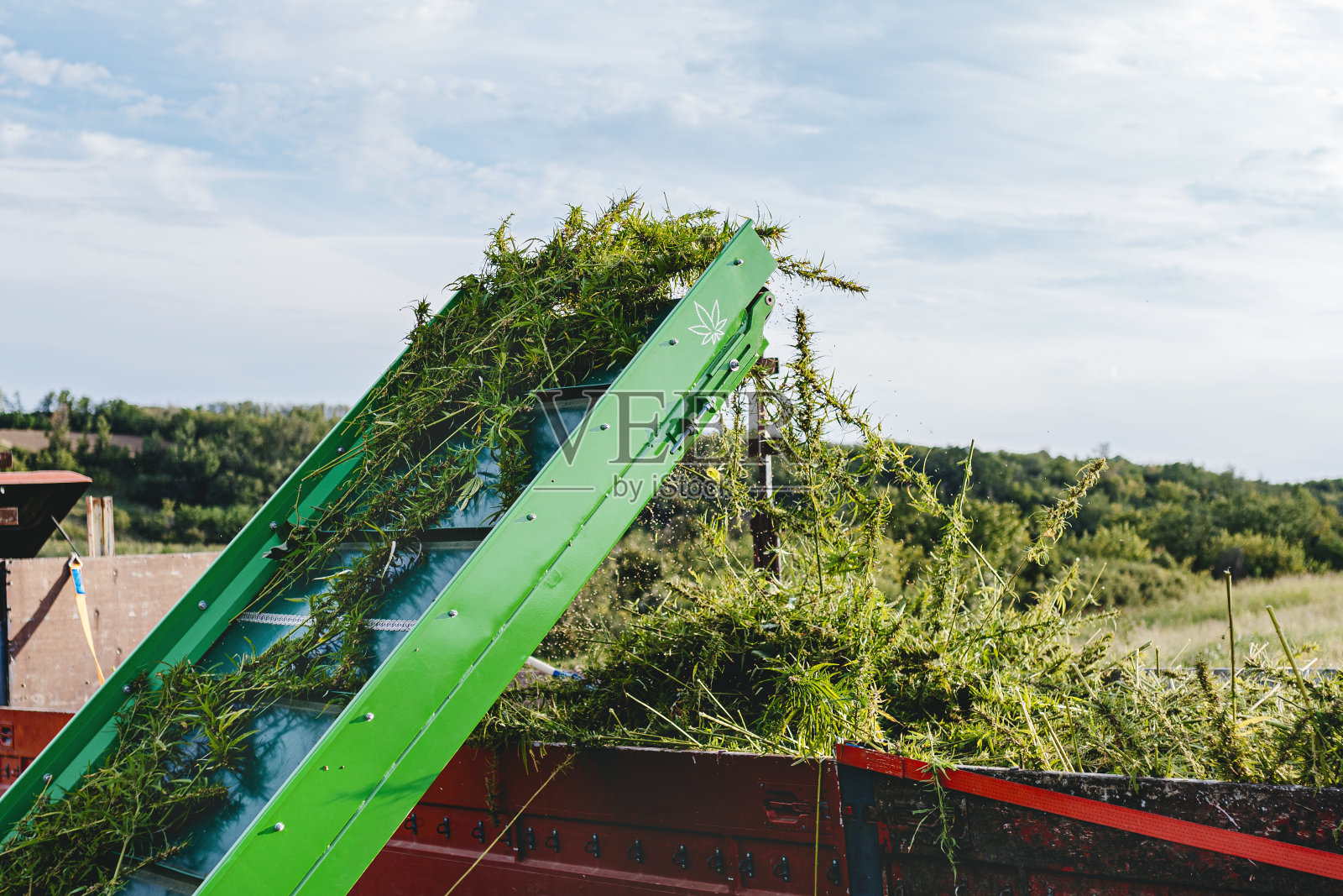 在大麻地里工作的收割机——大麻照片摄影图片