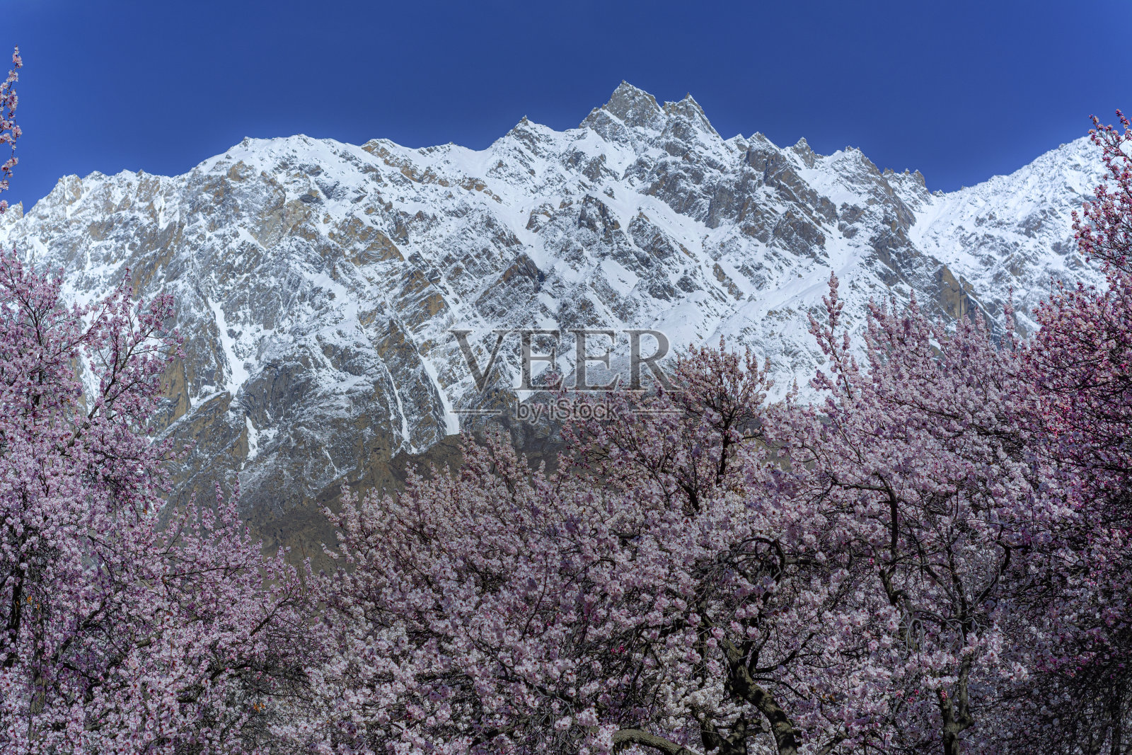 景观的花照片摄影图片