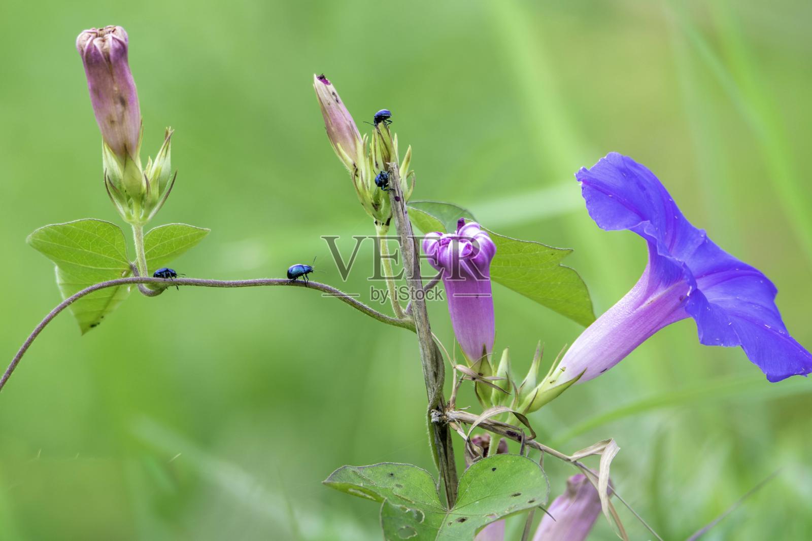牵牛花上的小虫子照片摄影图片