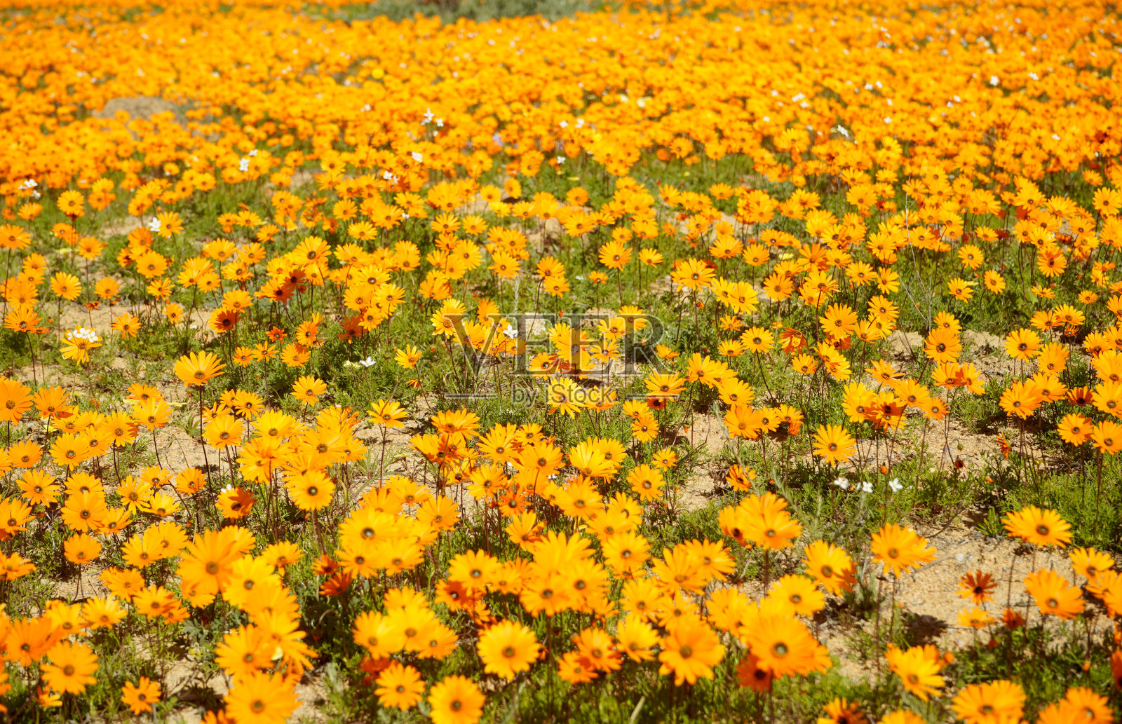 一片亮黄色的花照片摄影图片