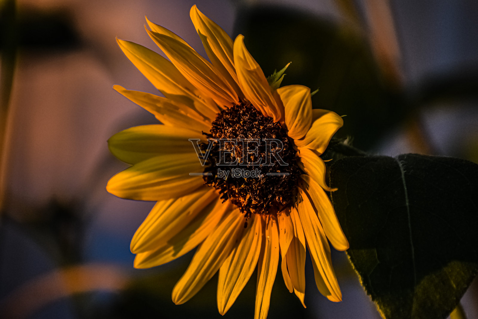 向日葵在日落时分照片摄影图片