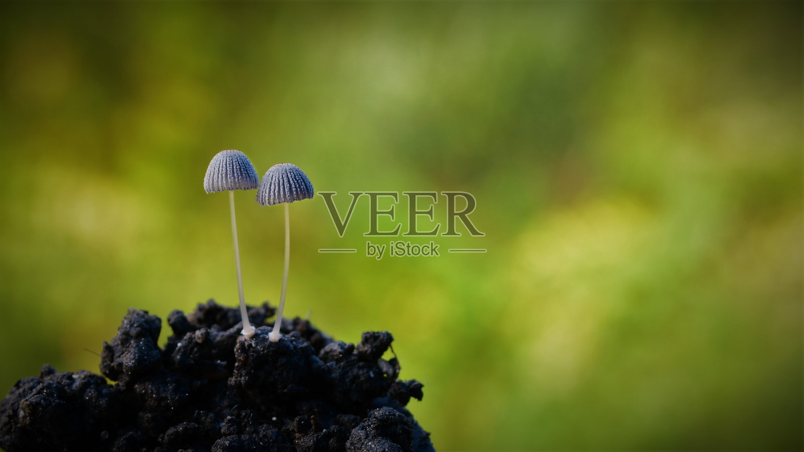 地球上的小二野蘑菇照片摄影图片