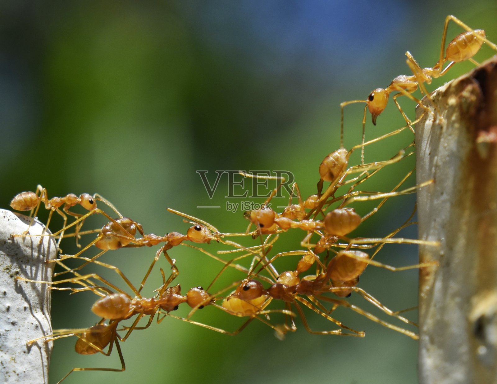 使桥梁照片摄影图片