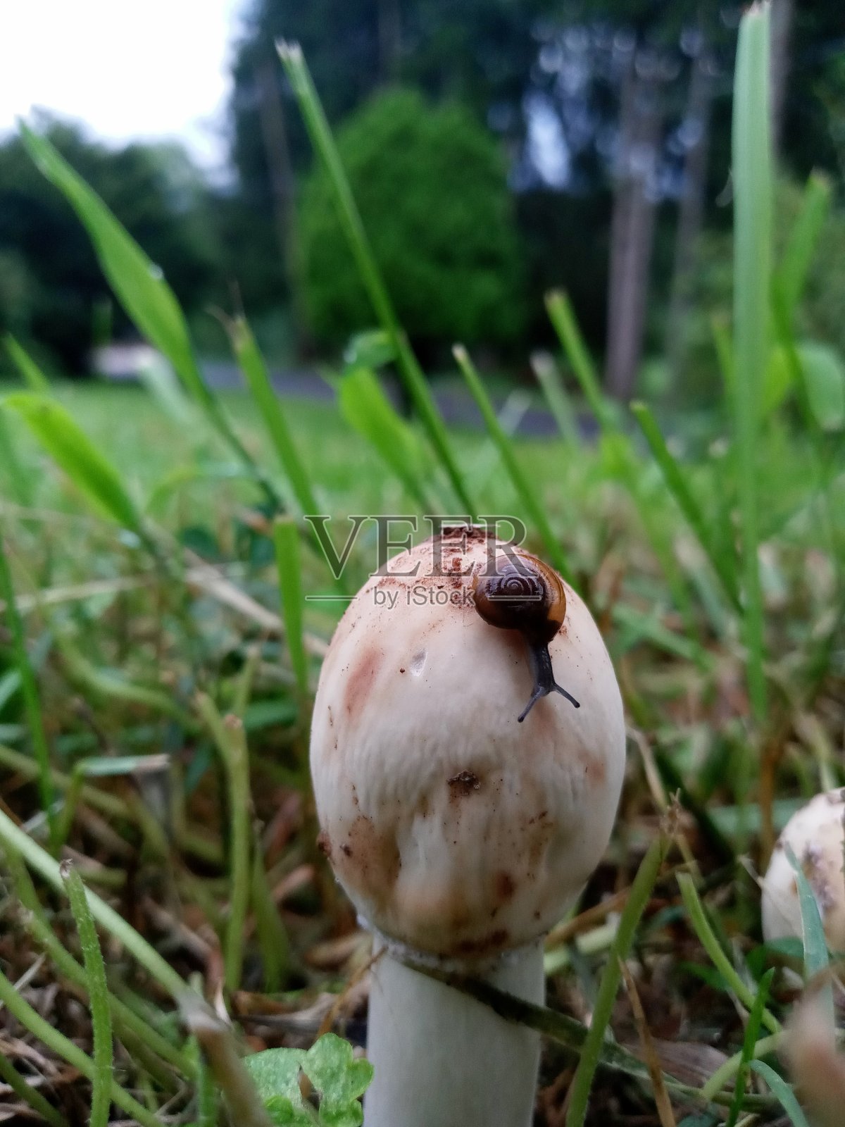 自然美照片摄影图片