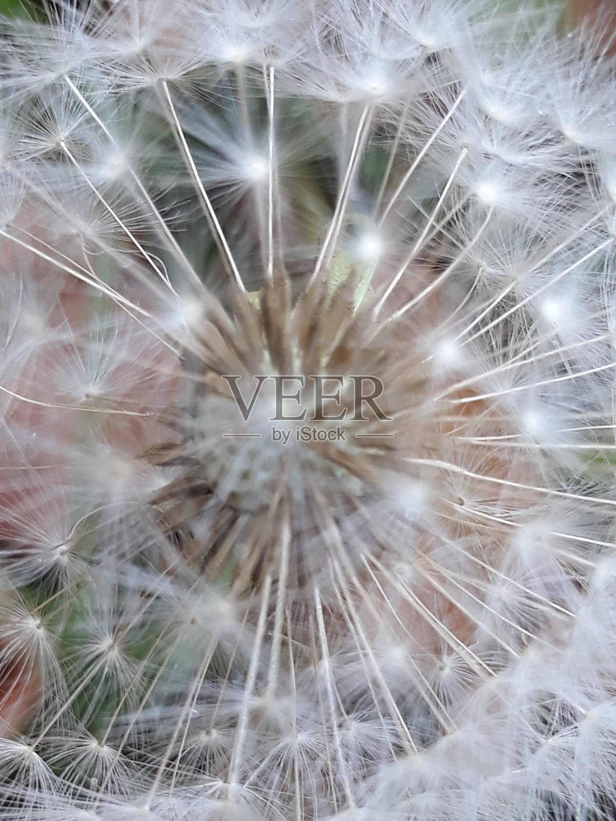 花朵特写照片摄影图片