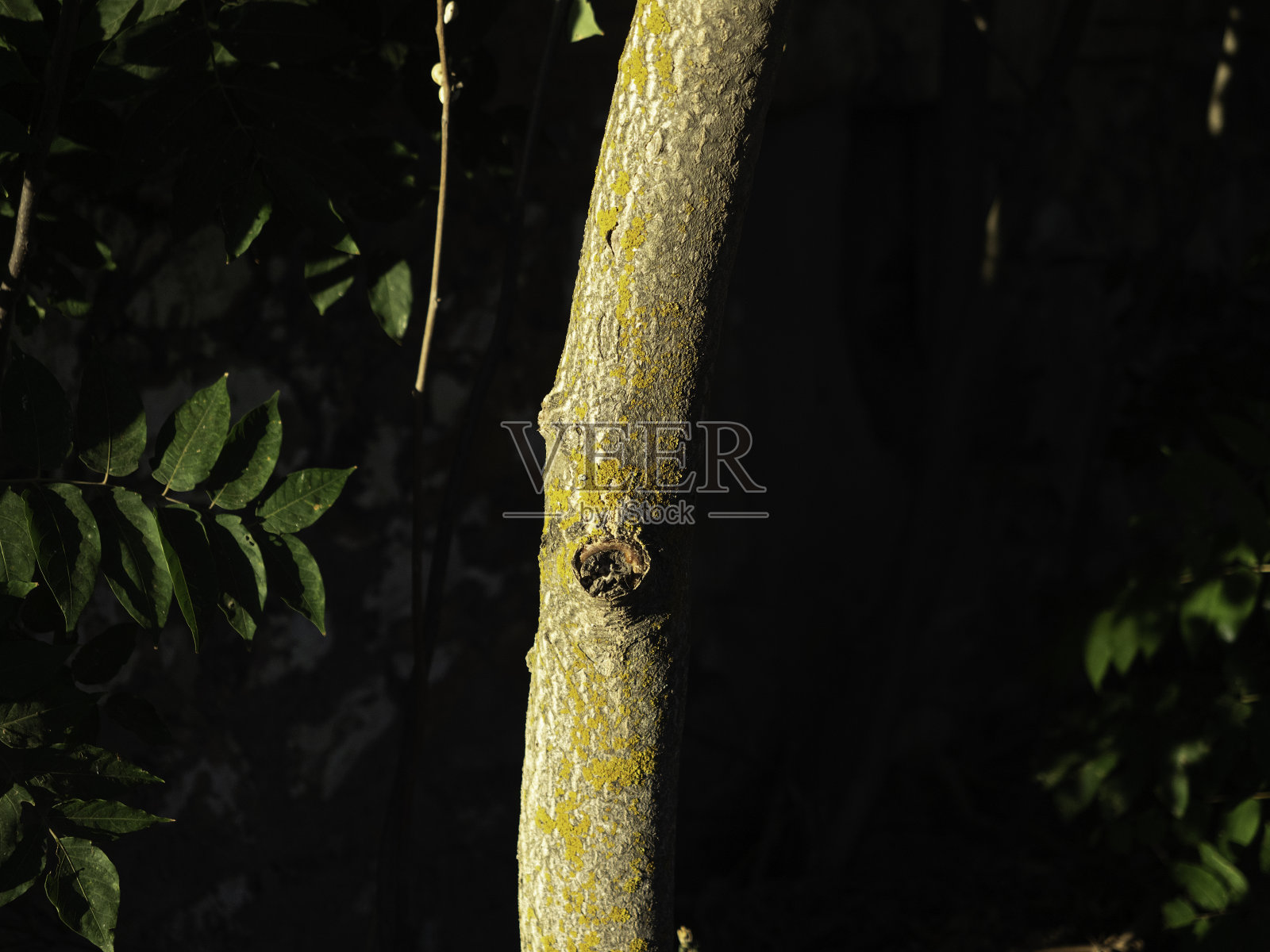 树干照片摄影图片