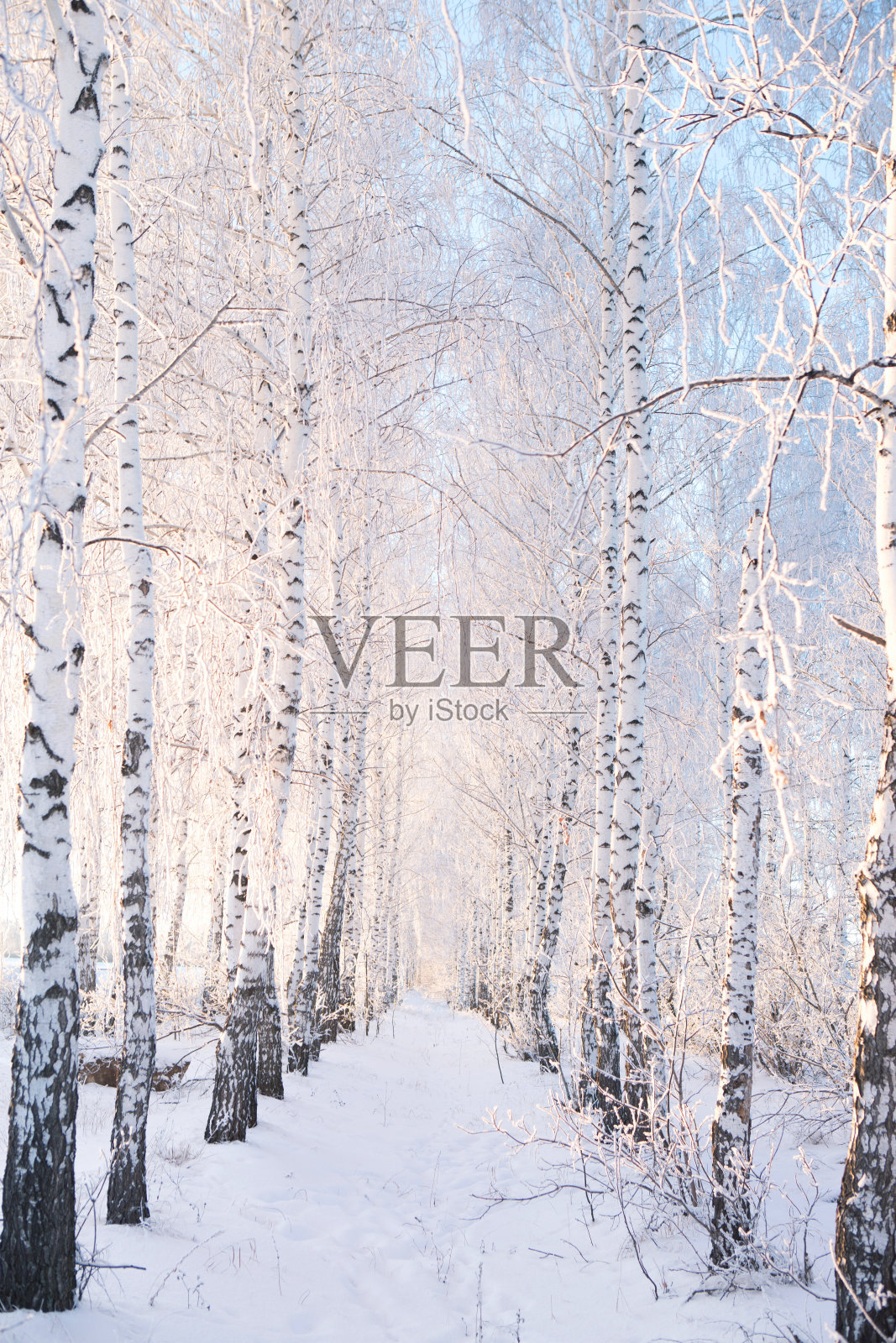 冬天的森林，树木被冰雪覆盖照片摄影图片