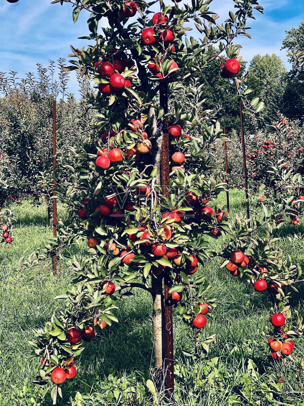 果园里的苹果树照片摄影图片