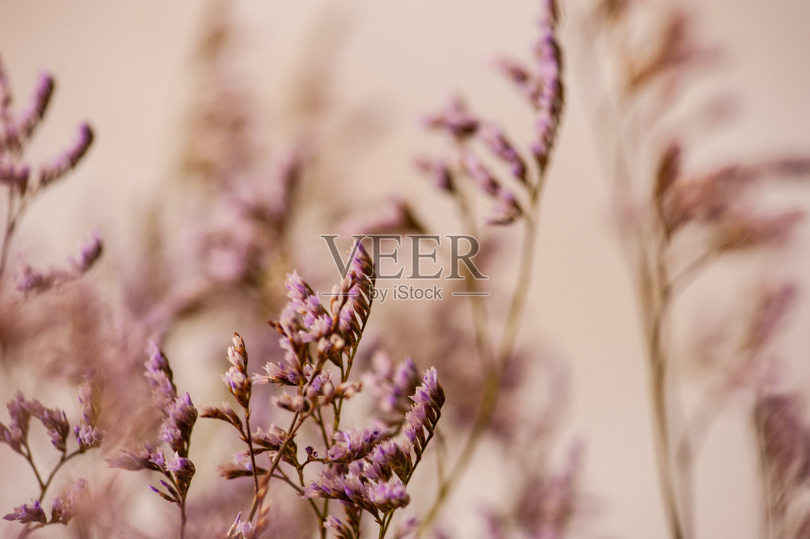 模糊背景上的补血草的紫色花照片摄影图片