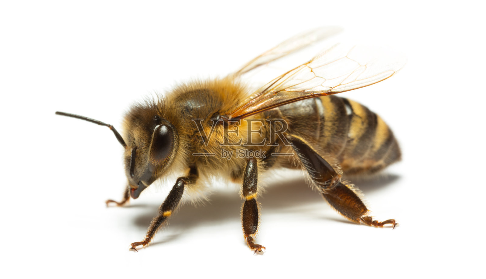 蜜蜂照片摄影图片