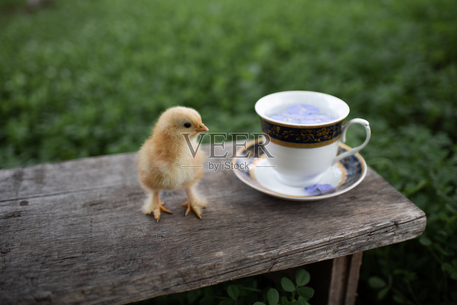 有趣的鸡和杯碟放在街上的木凳上。新鲜的蓝色花朵漂浮在杯子里。绿色的草坪。舒适早餐的概念。空间的文本。复活节快乐!照片摄影图片