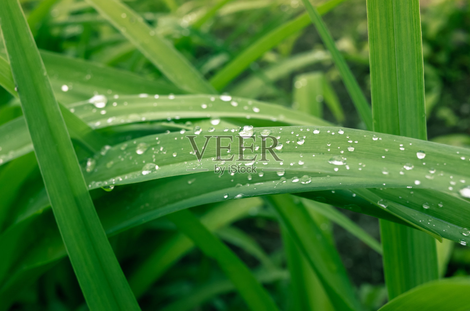 绿草带着水滴。自然背景照片摄影图片