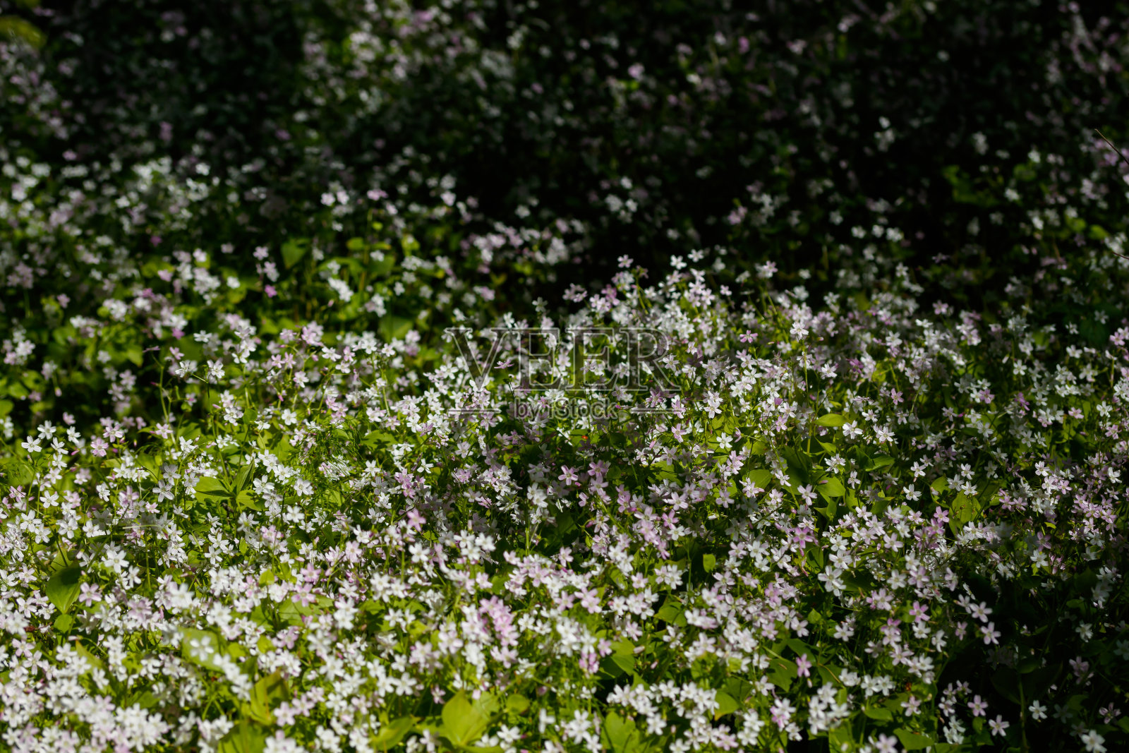 背景的白色野花的克莱顿西伯利亚在阴暗的森林照片摄影图片