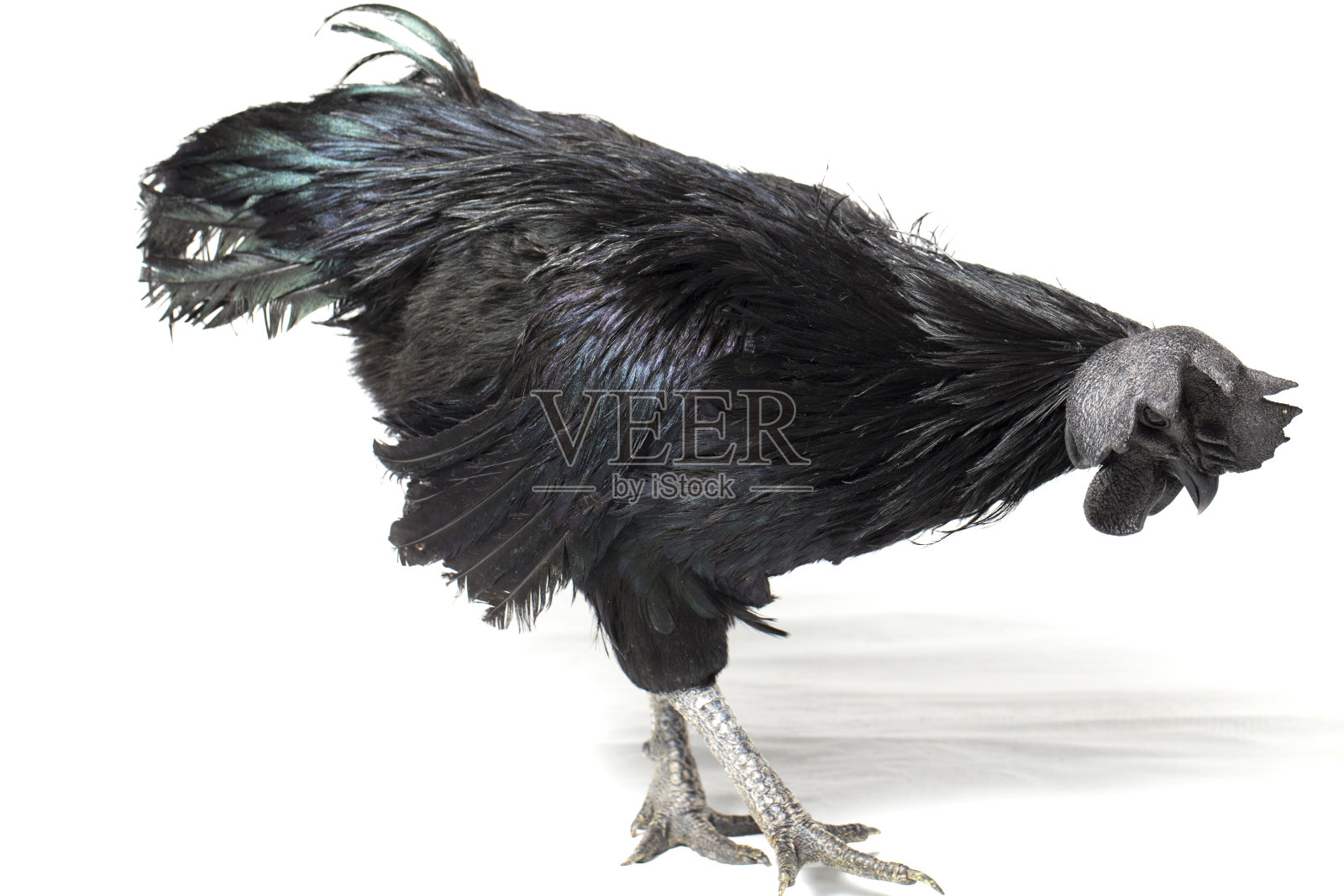 黑公鸡阿亚姆Cemani鸡孤立在白色背景。照片摄影图片