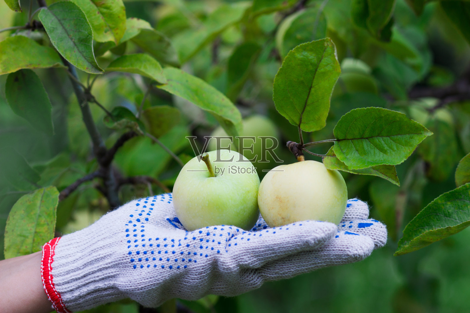 苹果树上有成熟的红苹果，模糊的背景照片摄影图片