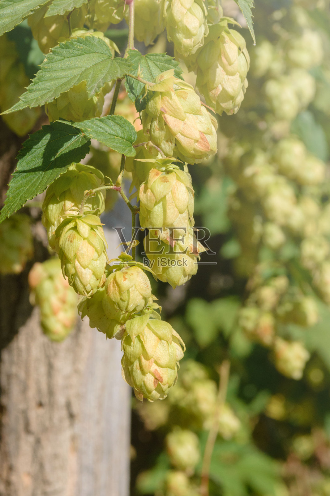 植物葎草的绿色果实。啤酒花用于酿造、装饰园艺、制药和美容。照片摄影图片