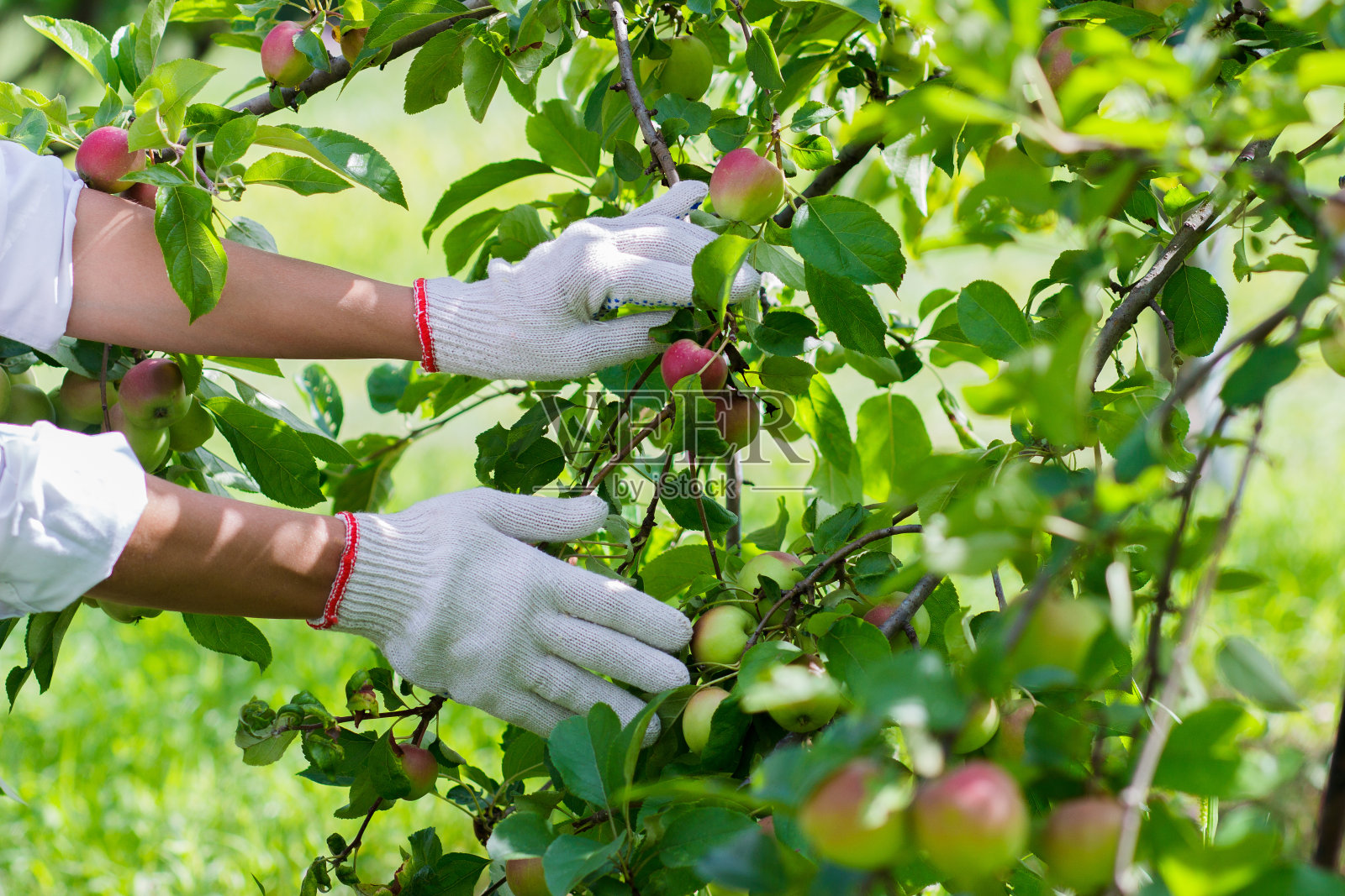 苹果树上有成熟的红苹果，模糊的背景照片摄影图片